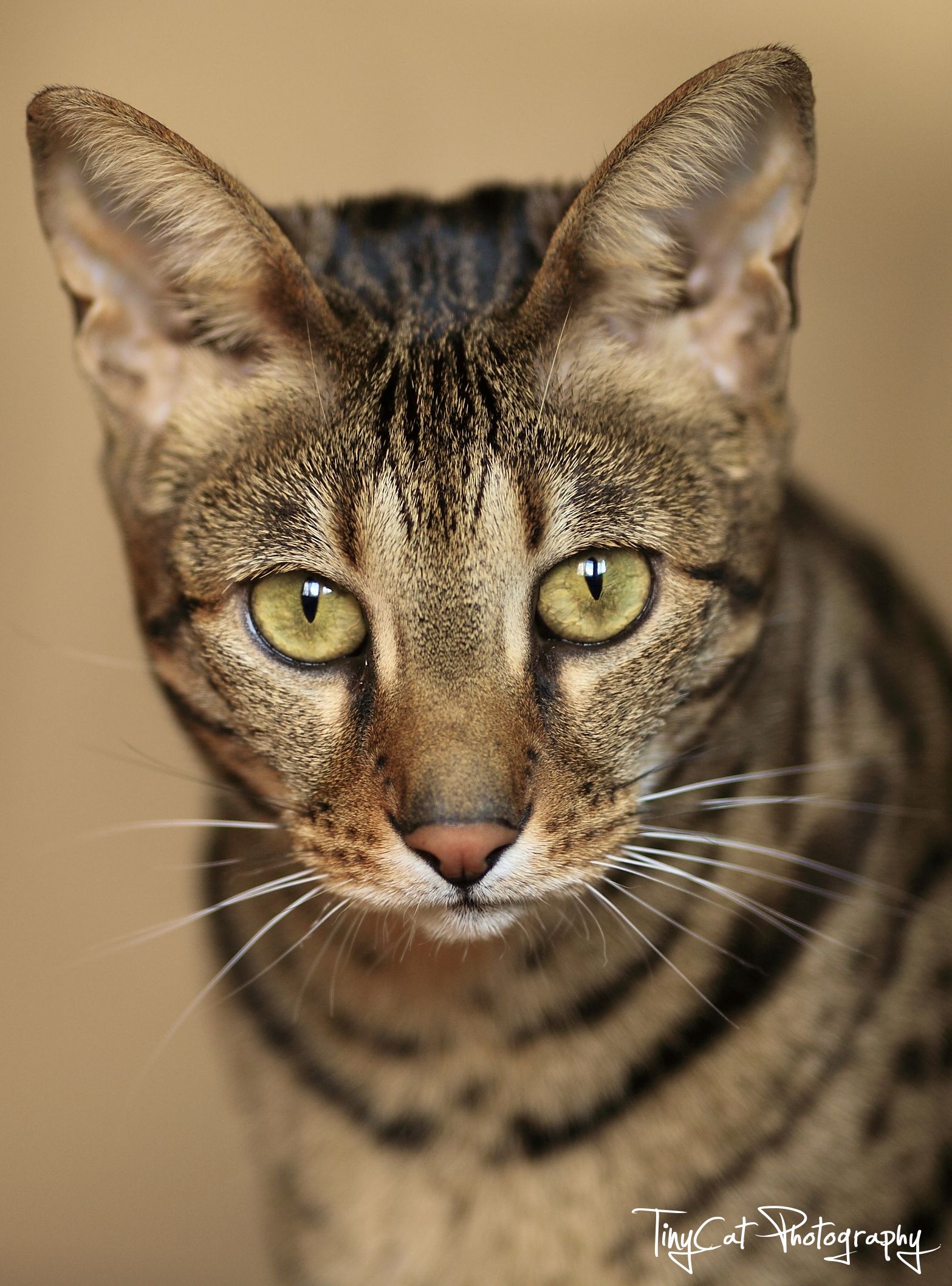 spotted tabby oranged and white