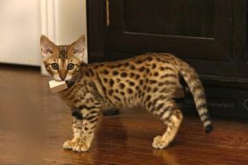 Savannah Cat Owners #1 Guide! | Kitten Cost, Breeders, Advice