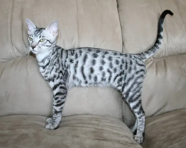 Savannah Cat Owners #1 Guide! | Kitten 