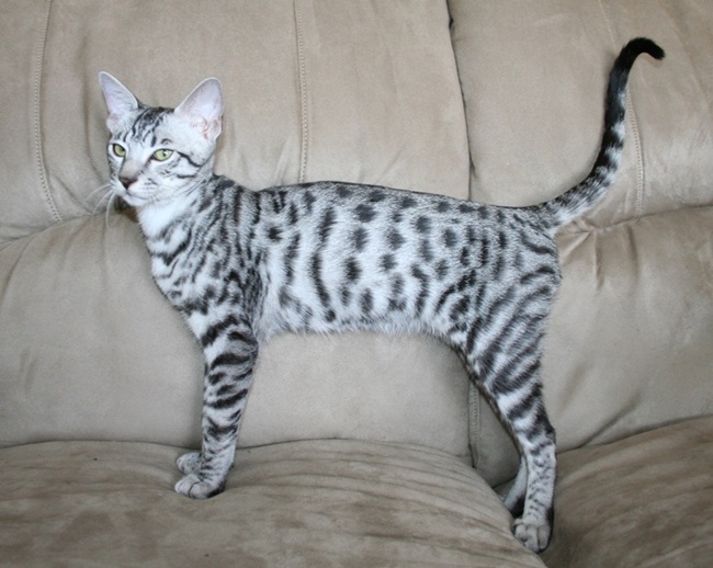 cat spotted tabby breeding