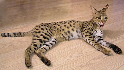 savannah cat price range