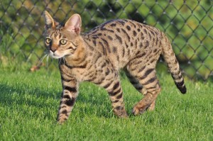 F2 savannah cat picture - what it looks like