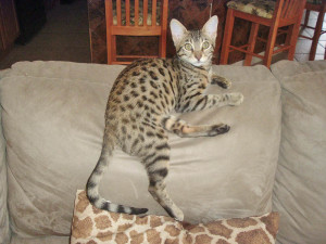 savannah cat F4 on a couch