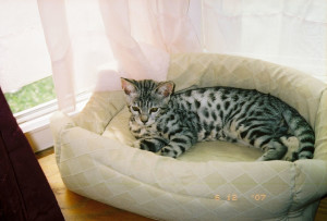 F5 savannah cat