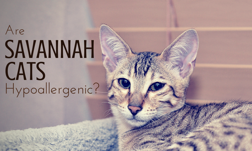 Area Savannah Cats Hypoallergenic? We think not!