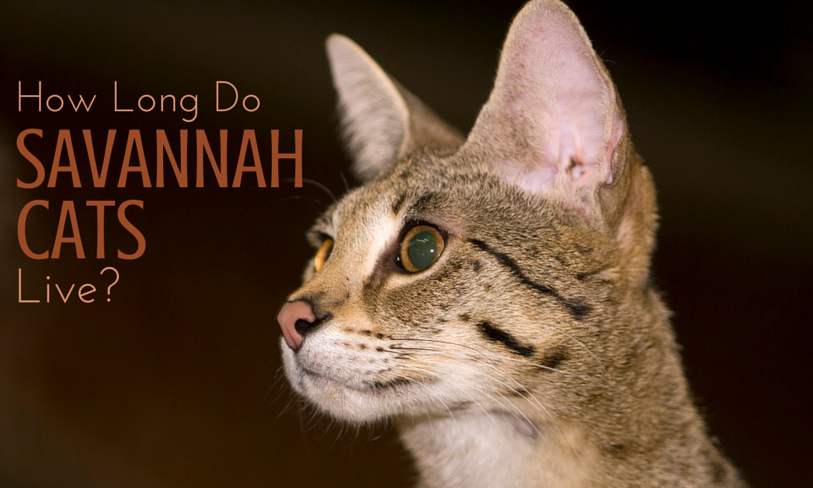 savannah cat lifespan