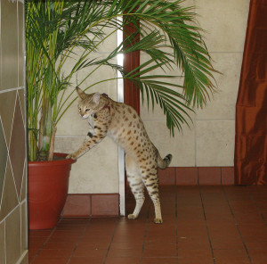 savannah cats are not hypoallergenic