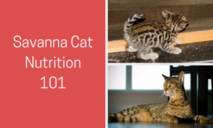 savannah cat nutrition 101