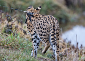 Walking your savannah cat on a leash
