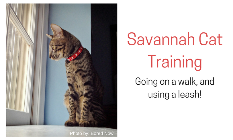 How to Walk Your Savannah Cat on a Leash