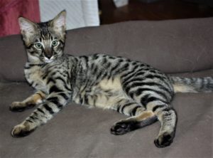 F3 Savannah Kittens - Find Available Savannah Cats, Guide Information, Pricing, Size, And More.