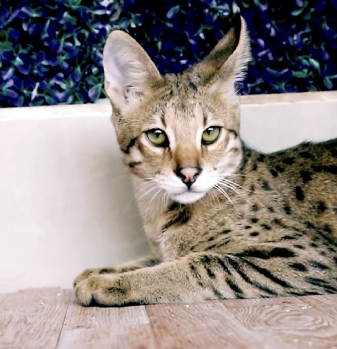 F2 savannah cat picture - what it looks like