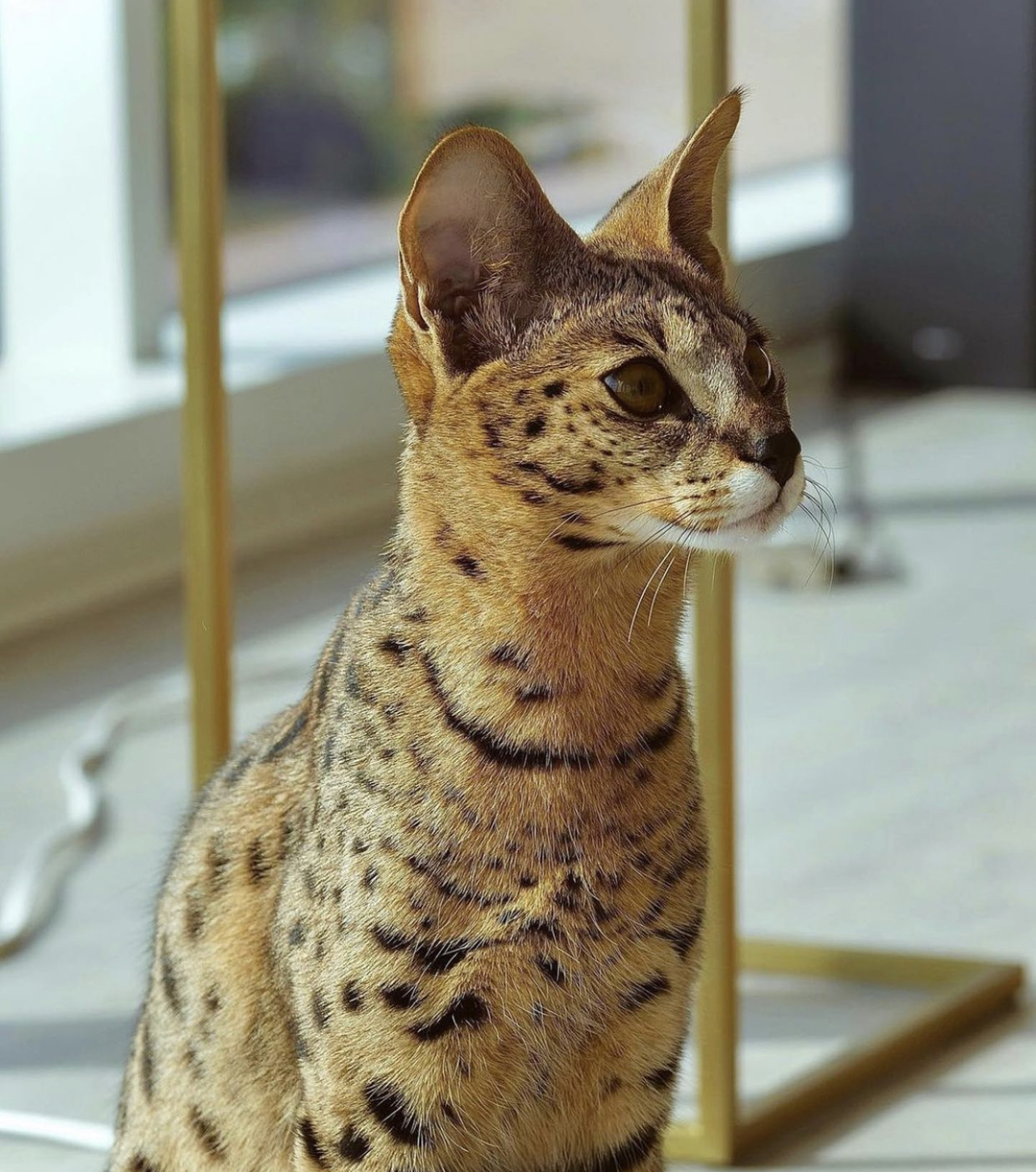 f1 savannah cat