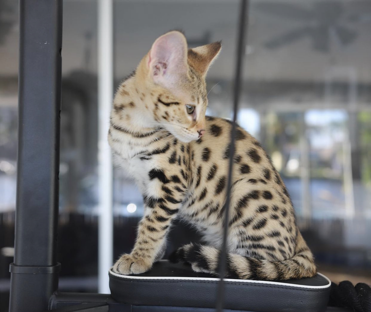 Savannah deals cat price