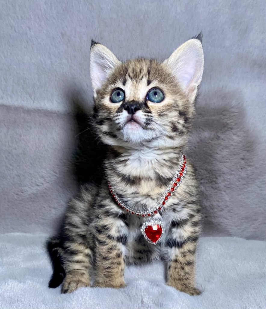 F3 Savannah Kittens - Find Available Savannah Cats, Guide Information, Pricing, Size, And More.