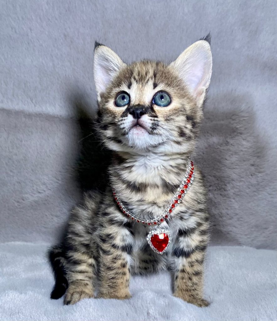 Serval cat for sale 2024 price