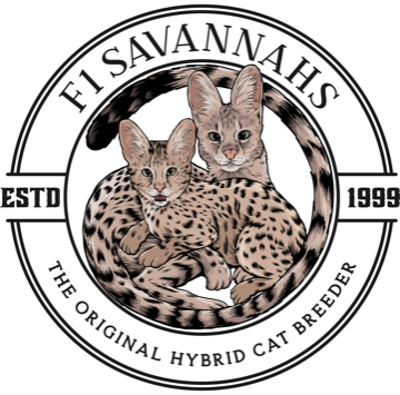 F3 Savannah Cat