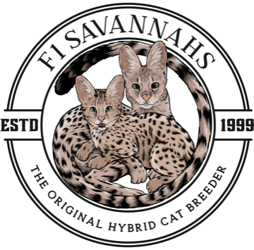 Savannah Cats - Exotic Kittens for Sale - Cat Breeder